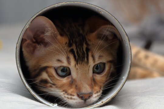 a small Bengal kitten climbed into a cardboard tube