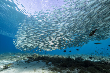 Seascape with Bait Ball, School of Fish, Mackerel fish in the coral reef of the Caribbean Sea, Curacao