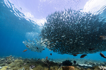 Fototapeta na wymiar Seascape with Bait Ball, School of Fish, Mackerel fish in the coral reef of the Caribbean Sea, Curacao