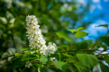 Branch of flowering bird cherry in white flowers on a spring sunny day.