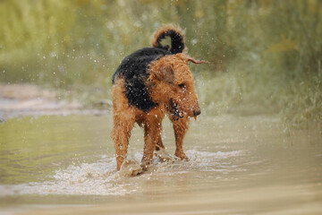 Airedale terrier playing in a puddle