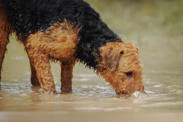 Airedale terrier playing in a puddle