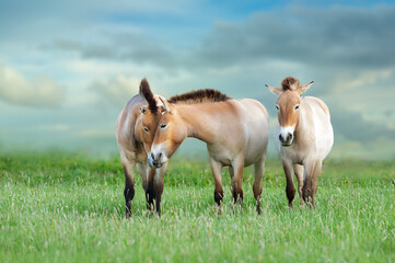 Przewalski's horses in meadow