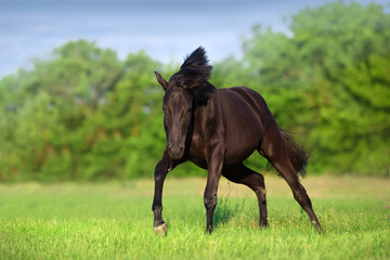 horse in the field