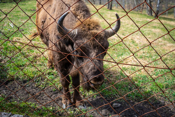 Bison face under fencing paddock. Altai Breeding bison place. The feeding place in bison nursery,...