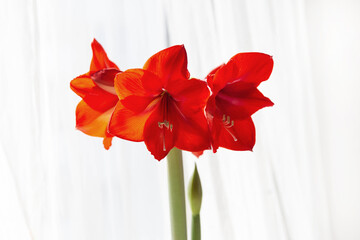 Beautiful red amaryllis flowers