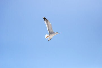 Fototapeta premium Seagull flying in the air