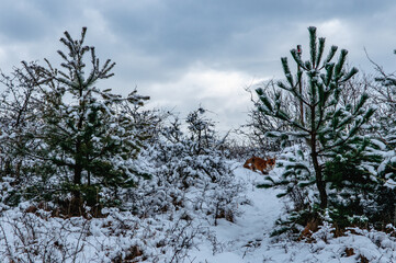 Fototapete bei efototapeten.de bestellen   