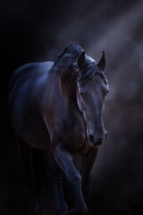 Black frisian  horse with long mane - 505633238