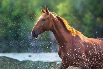 Horse in water