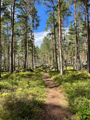 swedish forest, svenska skog, skog, svenska, halland, halmstad, sweden, summer, 