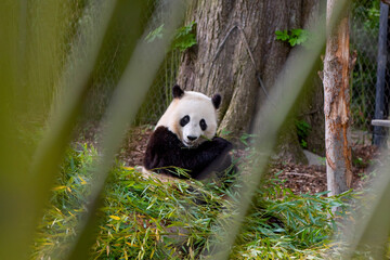 Obraz na płótnie Canvas The giant Panda bear in the zoo eats bamboo. Giant panda is endangered. A cute panda sits in a pile of bamboo and enjoys eating it.