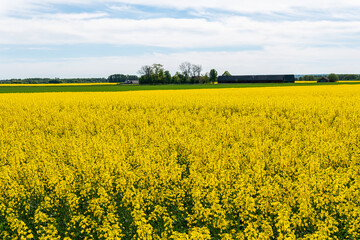 A big, beautiful field of yellow rape flowers and blue sky on a hot sunny summer day