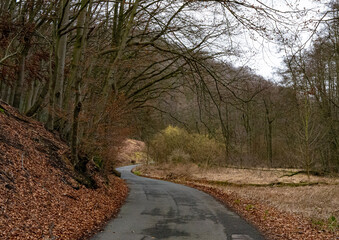 Obraz premium road in the woods