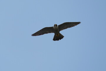 Plakat peregrine falcon in flight
