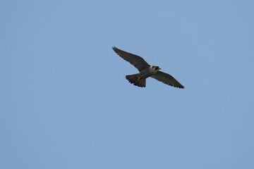 peregrine falcon in flight