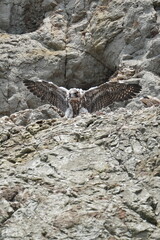 peregrine falcon in a cliff