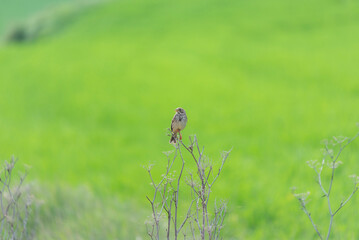 A corn bunting stands perched on a small branch against a green blurred background