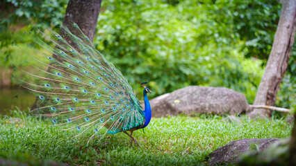 Obraz premium Portrait Peacock, Peafowl or Pavo cristatus, live in a forest natural park full body side colorful spread tail-feathers gesture elegance at Suan Phueng, Ratchaburi, Thailand.