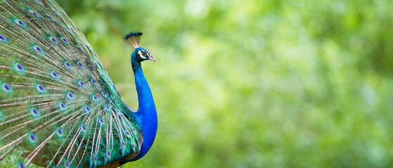 Portrait Peacock, Peafowl or Pavo cristatus, live in a forest natural park colorful spread...