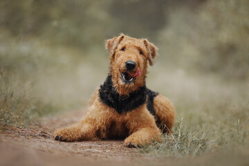 Airedale terrier dog lies on the road