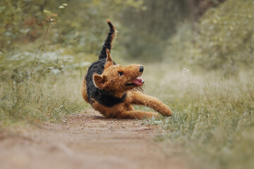 Airedale terrier dog lies on the road