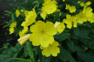 Bright yellow flower of evening primrose in June