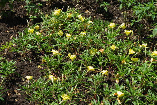 Multiple yellow flowers of Oenothera macrocarpa in mid June