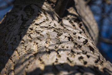 Bark of Juglans regia tree commonly called Common walnut