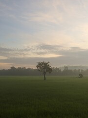 Fototapeta na wymiar lonely tree and paddy field in the fog