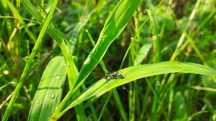 black ant on green leaf photo image