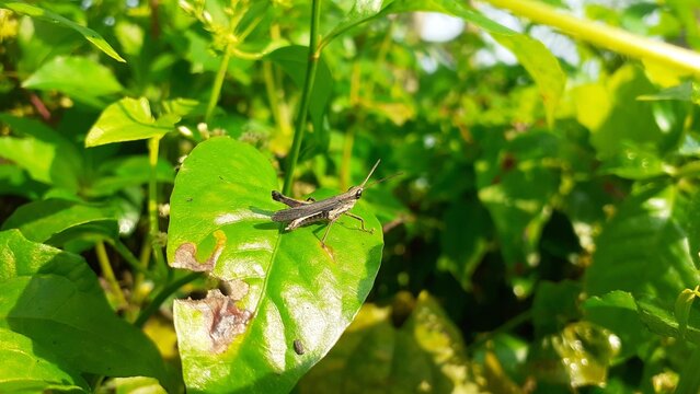 grasshopper on green leaf photo image