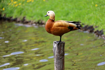 Shelduck (Tadorna ferruginea) standing on old tree trunk in the lake. Male red duck in spring park - obrazy, fototapety, plakaty