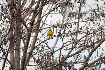 Yellow wagtail on a tree