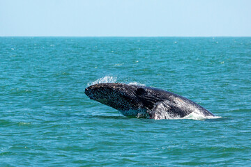 Obraz premium Whale head in the water. Walvis Bay, Namibia, Africa