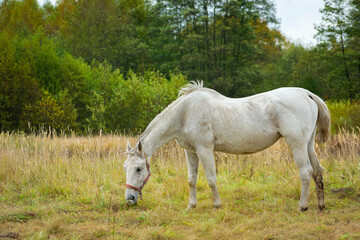 Obraz na płótnie Canvas White horse grazing on the meadow in front of the forest.