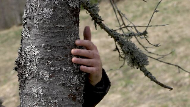 Lichen on tree bark - (4K)