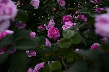 pink rose bush