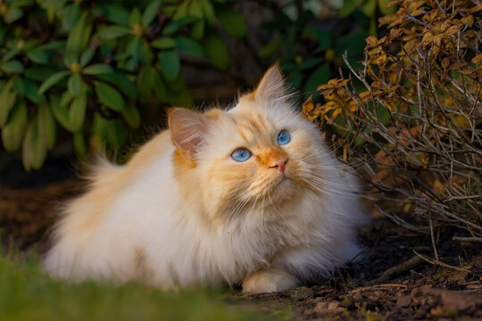 Beautiful blue-eyed cat lying in the garden in front of various plants