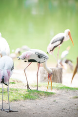 Flock of Painted stork on the lawn in safari