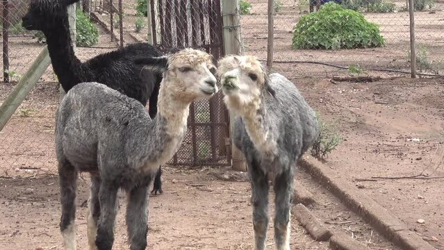two funny alpacas
