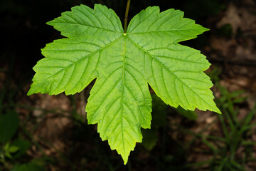 Berg Ahorn Blatt