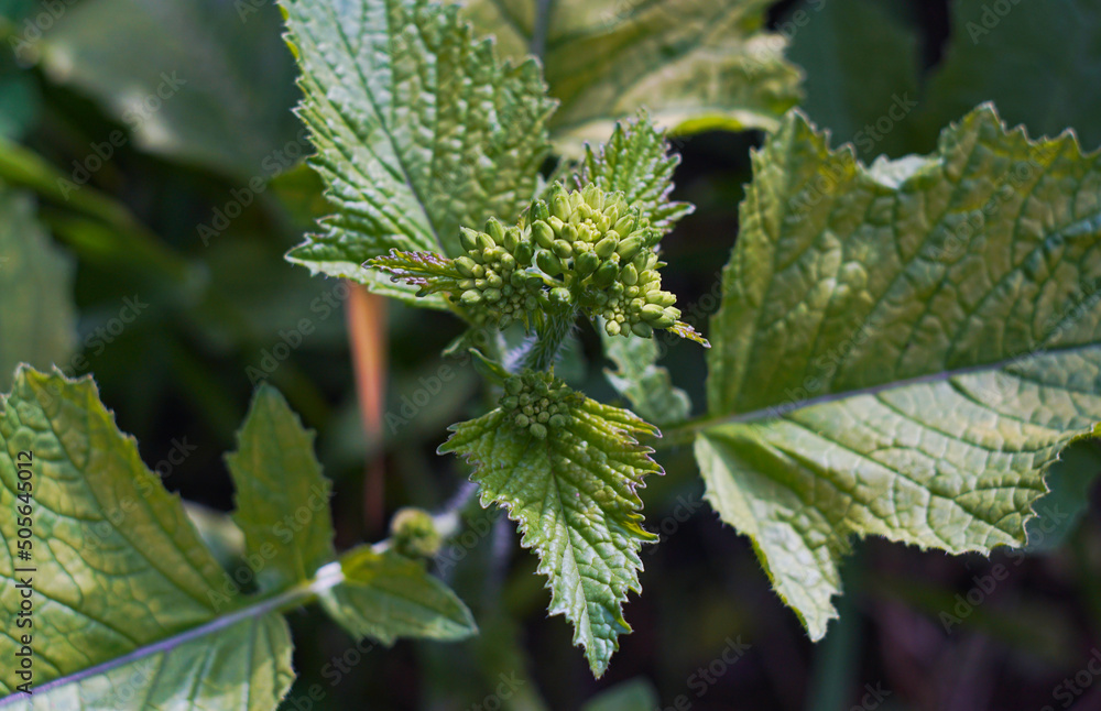 Poster Large-leaved plant buds