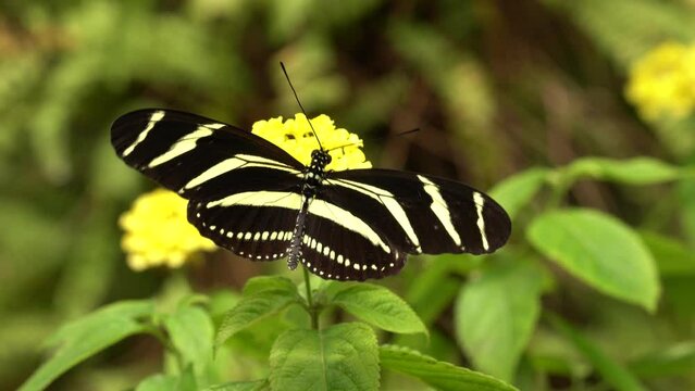 Beautiful butterfly Zebra Longwing, Heliconius charitonius in nature habitat. Nice insect from Costa Rica. Insect sitting on the yellow flower bloom. Widlife nature, butterfly from tropic jungle.