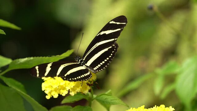 Beautiful butterfly Zebra Longwing, Heliconius charitonius in nature habitat. Nice insect from Costa Rica. Insect sitting on the yellow flower bloom. Widlife nature, butterfly from tropic jungle.