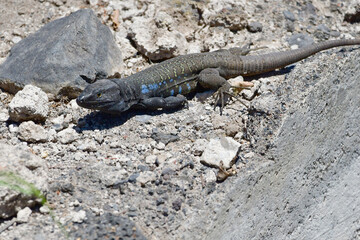 LAGARTO