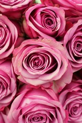 pink roses background