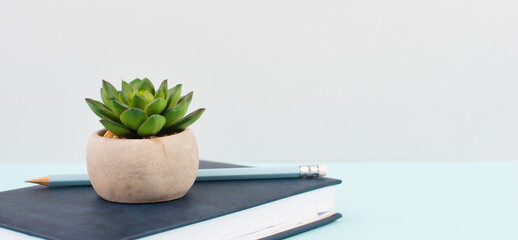 Cactus in a pot on a blue and grey background, minimalistic decoration, plant stands on a book at...