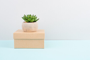 Cactus in a pot standing on a gift box, minimalistic decoration, plant at the desk, copy space for text, modern home, homeoffice
