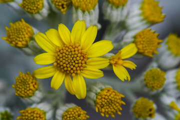 シロタエギク（白妙菊）